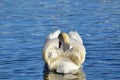 White swan swimming on a lake with a beautiful resting form