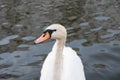 White swan swimming in the lake. Elegant bird