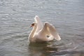 White swan swimming in lake while flapping wings in sunset Royalty Free Stock Photo