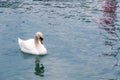 White Swan swimming in a lake. Royalty Free Stock Photo