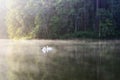 The white swan swimming in the lake Royalty Free Stock Photo