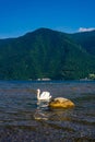 White swan swimming in the lake near the shore of Lugano, Switzerland. Swiss landscape of Lake Lugano and Alps. Royalty Free Stock Photo