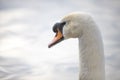 White swan  swimming in lake in a park, head shot Royalty Free Stock Photo