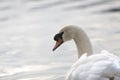 White swan swimming in lake in a park, head shot