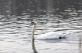 White swan swimming in lake in a park