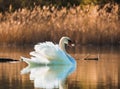 White Swan swimming on the lake in the rays of the rising sun Royalty Free Stock Photo