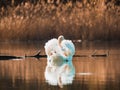 White Swan swimming on the lake in the rays of the rising sun Royalty Free Stock Photo