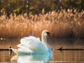 White Swan swimming on the lake in the rays of the rising sun Royalty Free Stock Photo