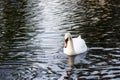 White swan swimming on the lake Royalty Free Stock Photo