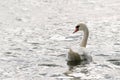 White swan swimming and looking for food under water in the lake. Beautiful wild swan bird floating on the water surface and Royalty Free Stock Photo