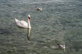 White swan swimming in the mating of two seagulls Royalty Free Stock Photo