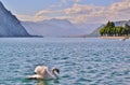 White swan swimming in rippled water of the lake Como near Lecco at sunset. Royalty Free Stock Photo