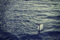 White swan swimming on sea waters