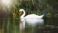 White swan is swimming at sunset, sunbeams and reflection, water birds, wildlife animals at the Moselle Valley Royalty Free Stock Photo