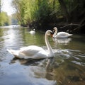 White swan swimming in sunset water. Royalty Free Stock Photo