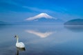 A white swan swimming in Yamanaka lake with Fuji mountain reflection