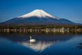 White Swan swimming on Yamanaka lake with Mount Fuji or Fujisan in morning, Yamanashi