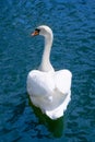 White swan swimms in blue water of a pond. Back vi Royalty Free Stock Photo