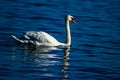 White swan swims in blue lake on a summer day