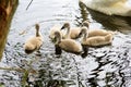 white swan swims with children on a lake Royalty Free Stock Photo