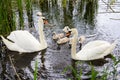 White swan swims with children on a lake Royalty Free Stock Photo