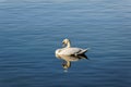 White swan swims in the evening sun on a blue lake, soon it is bedtime, without people Royalty Free Stock Photo