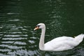 White swan swims on lake green water Royalty Free Stock Photo