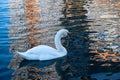 White swan swims on the lake Royalty Free Stock Photo