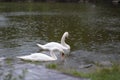 A white swan swims in a lake or pond when it rains, the water in the pond blooms Royalty Free Stock Photo