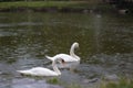 A white swan swims in a lake or pond when it rains, the water in the pond blooms Royalty Free Stock Photo