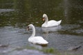 A white swan swims in a lake or pond when it rains, the water in the pond blooms Royalty Free Stock Photo