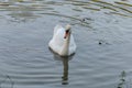 White swan swims in the lake with small turtles Royalty Free Stock Photo