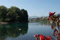 White swan swims in a lake under a blue sky Royalty Free Stock Photo