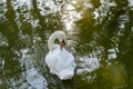 A white swan swims on a lake Royalty Free Stock Photo