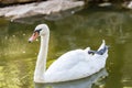 A white swan swims on a lake Royalty Free Stock Photo
