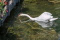 White Swan swims in Lake