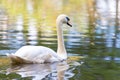 White swan swims on a lake Royalty Free Stock Photo