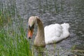 A white swan swims near the shore and looks for food Royalty Free Stock Photo