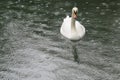 White swan swims in the rain Royalty Free Stock Photo