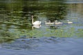 White Swan swims with small swans on the lake and water lilies