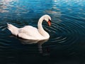 White swan swims in the water close up Royalty Free Stock Photo