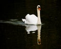 White swan symmetrical reflected in dark water on lake