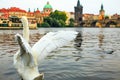 White swan taking off from water on Vltava river, towers, Charles Bridge and Prague Old Town in background, Czech republic. Royalty Free Stock Photo