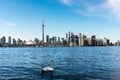 White swan and Toronto skyline Royalty Free Stock Photo