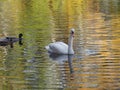 White Swan And Two Ducks On Pond And Water Reflection Of Landscape Of Royal Wilanow Park In European Warsaw In Poland
