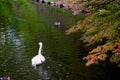 white swan and two of mandarin duck on the lake with maple tree branch bend down on water surface at Japan. Royalty Free Stock Photo