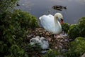 A white swan with two swans chicks in a natural environment