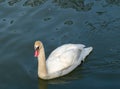 White swan in the Vistula river waiting for the food. Royalty Free Stock Photo