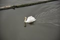 White swan on the Vltava river in Prague, Czech Republics