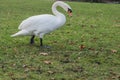 White swan walking on grass